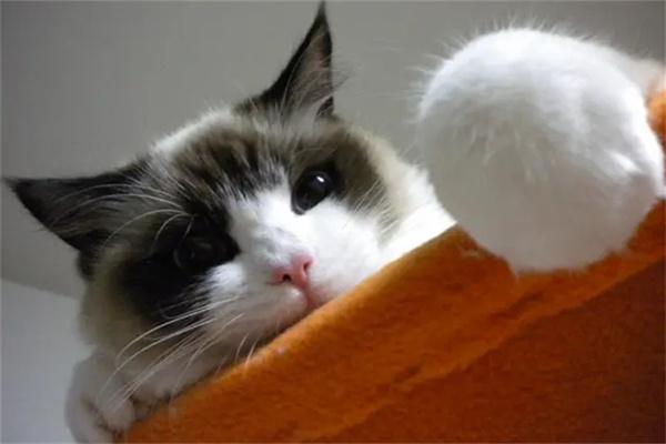 流浪猫为何会打架?原因揭秘与应对建议 流浪猫为何会打架?原因揭秘与应对建议