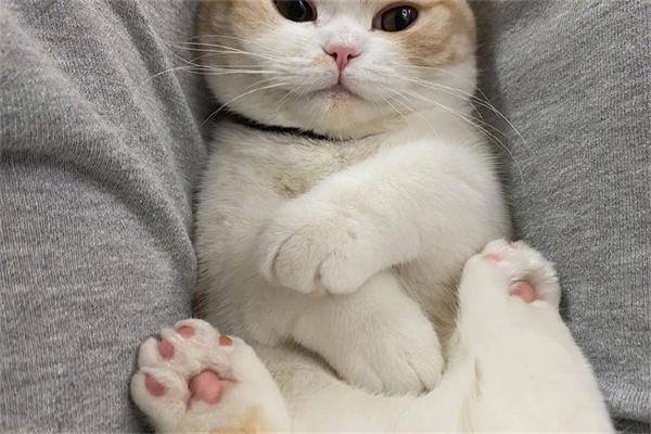 猫咪如何建立友谊?揭秘它们的社交方式 猫咪如何建立友谊?揭秘它们的社交方式