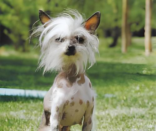 中国犬种多样性与文化象征意义 中国犬种多样性与文化象征意义