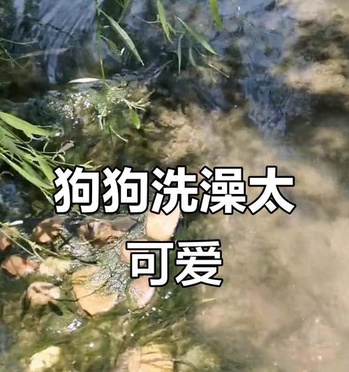 金毛犬洗澡频率与护理技巧全解析 金毛犬洗澡频率与护理技巧全解析