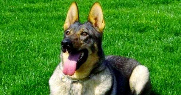 中国犬种多样性与文化象征意义 中国犬种多样性与文化象征意义