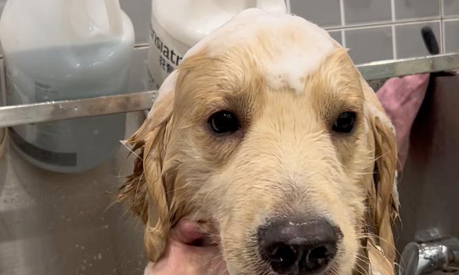 小狗伤口洗澡注意事项与正确方法 小狗伤口洗澡注意事项与正确方法