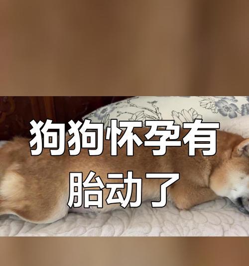 狗的怀孕周期与影响因素全解析 狗的怀孕周期与影响因素全解析