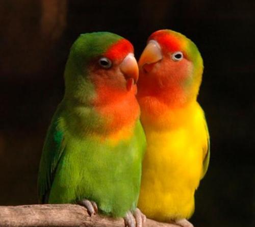 鹦鹉类鸟的多样品种及独特特征解析