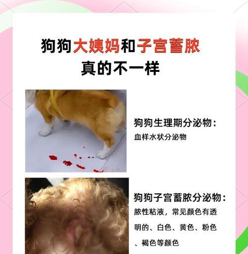 狗的怀孕周期与影响因素全解析 狗的怀孕周期与影响因素全解析