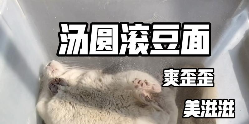 龙猫妈妈洗澡频率及注意事项指南 龙猫妈妈洗澡频率及注意事项指南