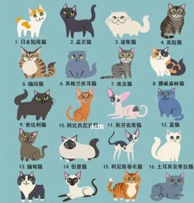猫的世界：探索品种多样性与迷人特质