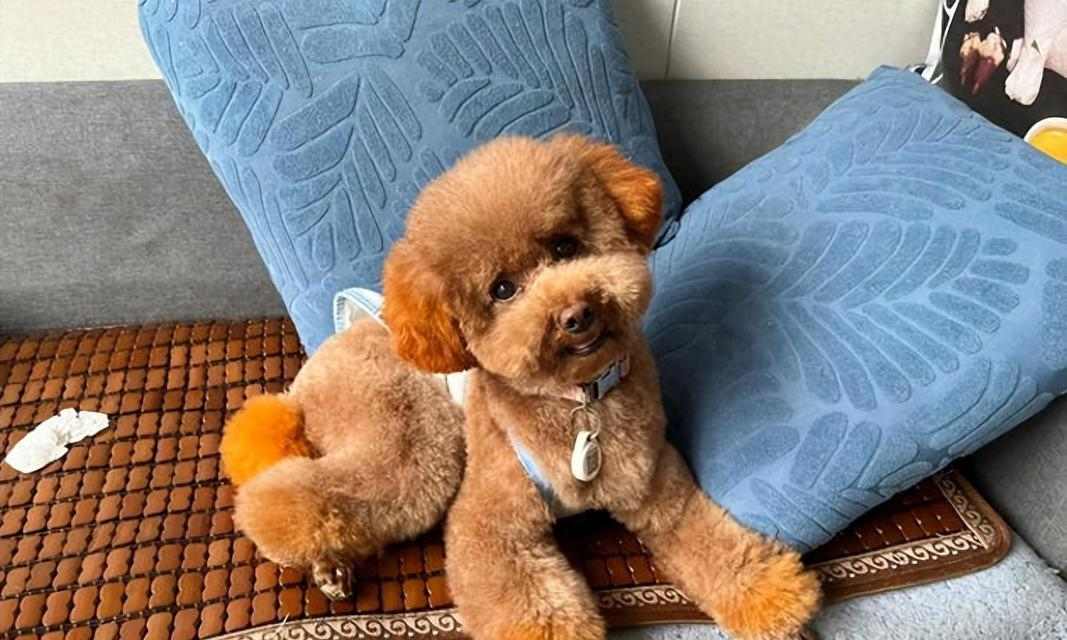 泰迪犬指甲修剪指南与注意事项 泰迪犬指甲修剪指南与注意事项
