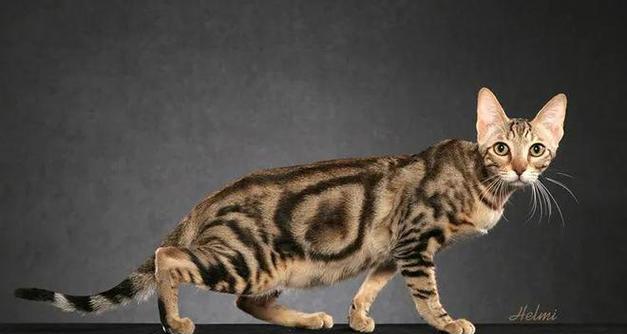 猫的世界：探索品种多样性与迷人特质