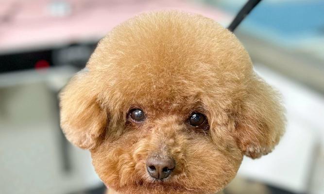 泰迪犬指甲修剪指南与注意事项 泰迪犬指甲修剪指南与注意事项