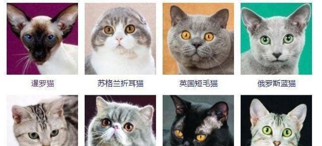 猫的世界：探索品种多样性与迷人特质
