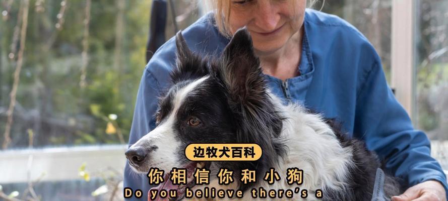 老狗与新狗相处指南，打造和谐家庭关系