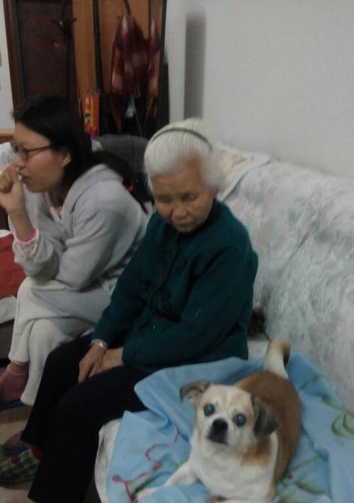 老狗与新狗相处指南，打造和谐家庭关系