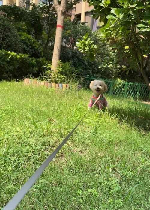 比熊泰迪串寿命影响因素及延长方法解析 比熊泰迪串寿命影响因素及延长方法解析