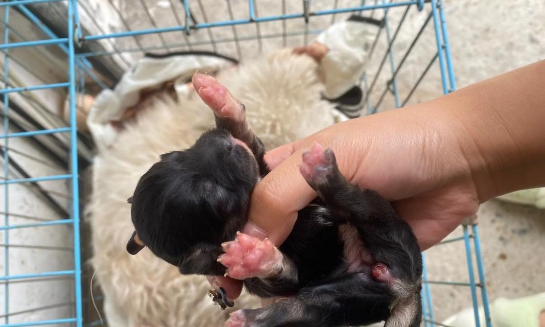 比熊泰迪串寿命影响因素及延长方法解析 比熊泰迪串寿命影响因素及延长方法解析