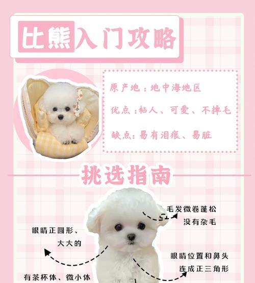 比熊泰迪串寿命影响因素及延长方法解析 比熊泰迪串寿命影响因素及延长方法解析