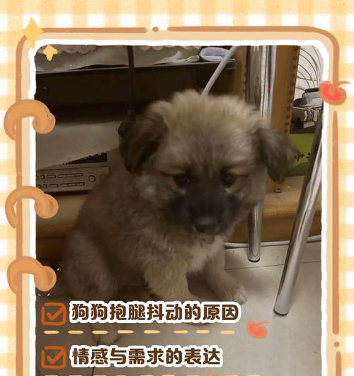 狗狗发抖不止是冷,还有哪些原因? 狗狗发抖不止是冷,还有哪些原因?