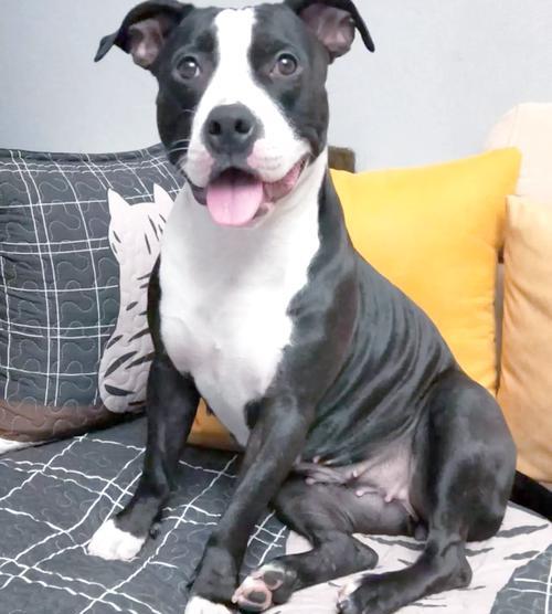 容易脱毛的狗狗品种及护理指南