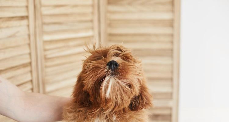 容易脱毛的狗狗品种及护理指南