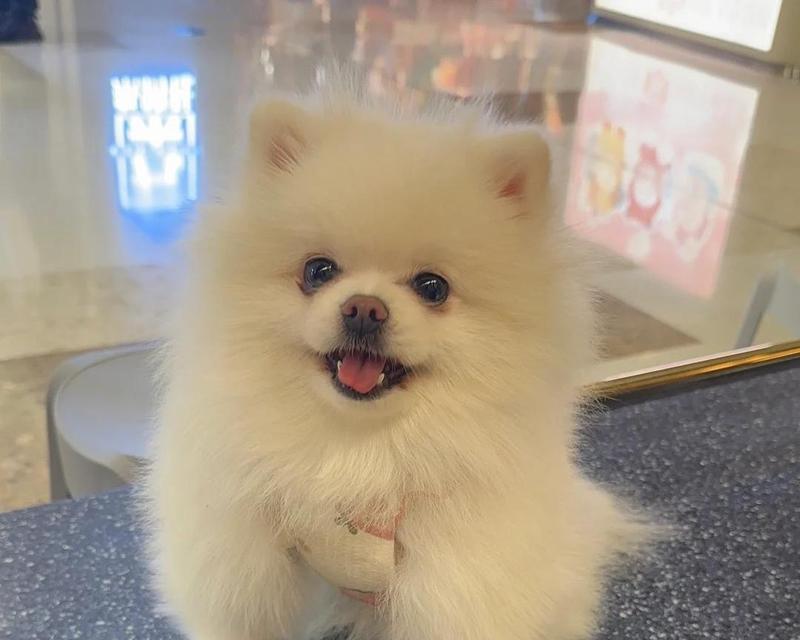 容易脱毛的狗狗品种及护理指南