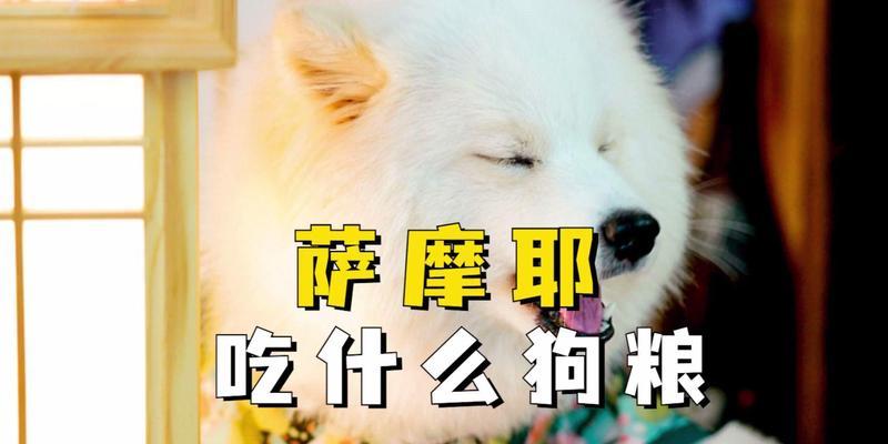 科学喂养萨摩耶,健康成长的饮食指南 科学喂养萨摩耶,健康成长的饮食指南