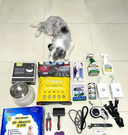 边牧幼犬科学喂养方法与饮食建议 边牧幼犬科学喂养方法与饮食建议