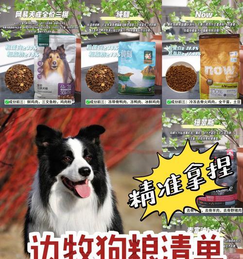 边牧幼犬科学喂养方法与饮食建议 边牧幼犬科学喂养方法与饮食建议
