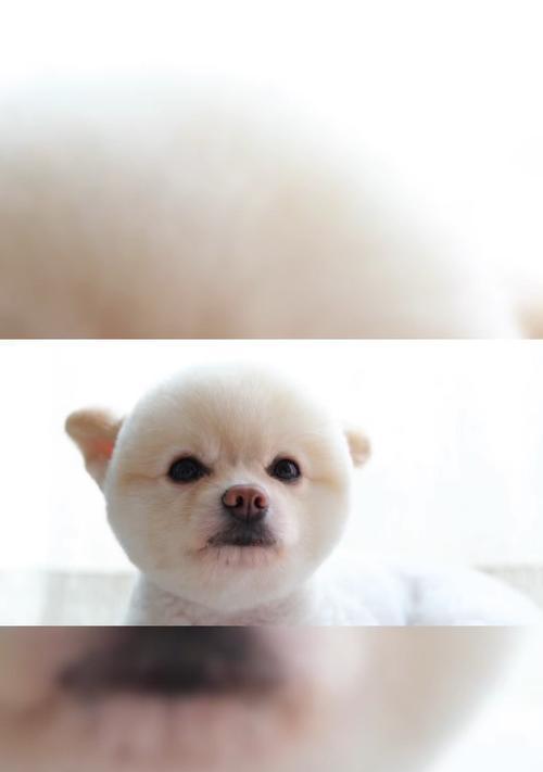 如何训练博美站立?优雅姿势从基础开始 如何训练博美站立?优雅姿势从基础开始