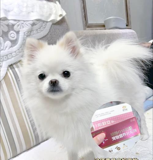 如何训练博美站立?优雅姿势从基础开始 如何训练博美站立?优雅姿势从基础开始