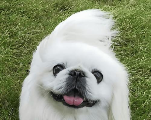 宠物烧伤烫伤处理指南，京巴伤后护理要点