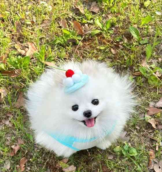 如何训练博美站立?优雅姿势从基础开始 如何训练博美站立?优雅姿势从基础开始