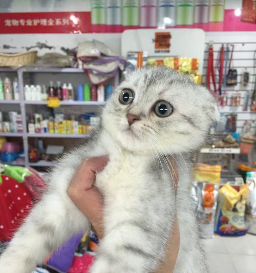 老年狗狗护理指南：健康陪伴的贴心方法