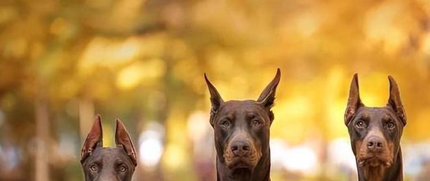杜宾犬饮食注意事项与喂养指南 杜宾犬饮食注意事项与喂养指南