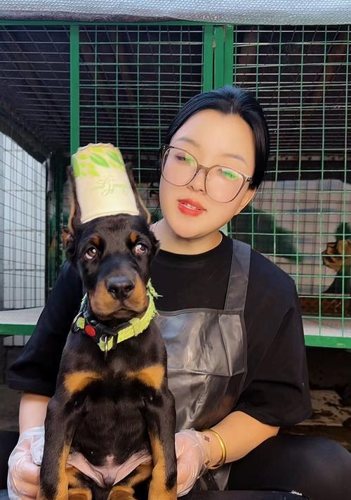 杜宾犬饮食注意事项与喂养指南 杜宾犬饮食注意事项与喂养指南