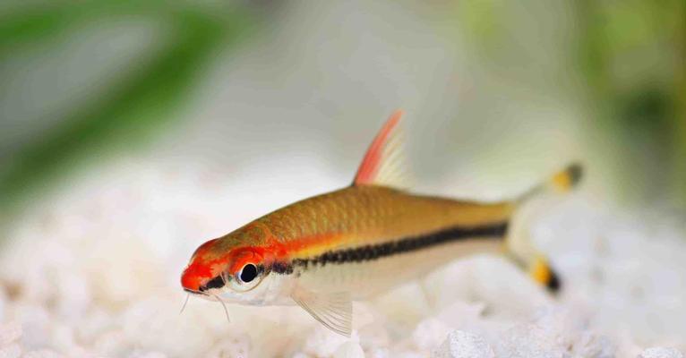 红肚凤凰鱼饲养指南：健康活泼的秘诀