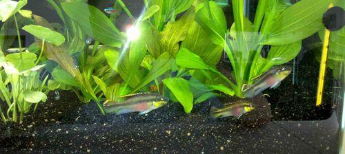 红肚凤凰鱼饲养指南：健康活泼的秘诀