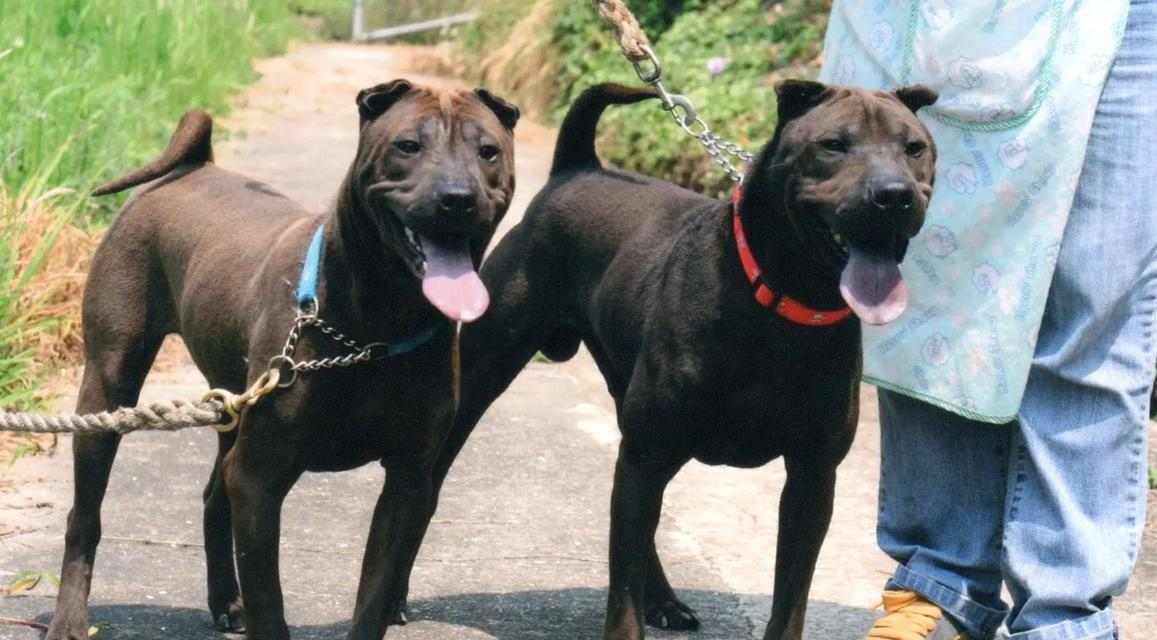 如何正确喂养沙皮犬？营养与健康指南