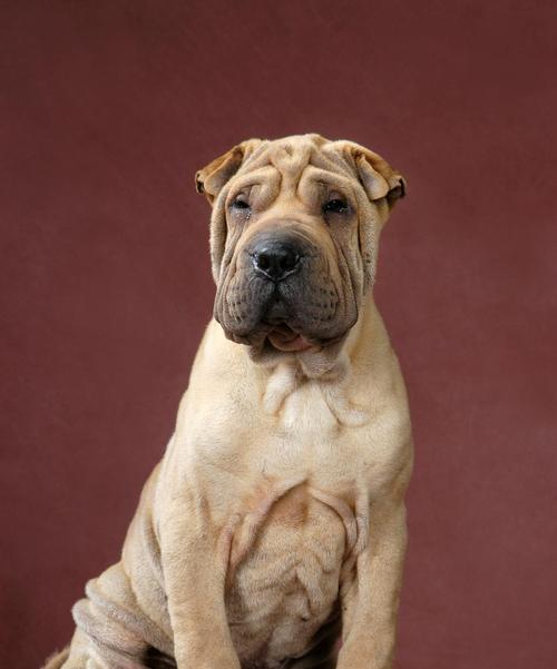 如何正确喂养沙皮犬？营养与健康指南