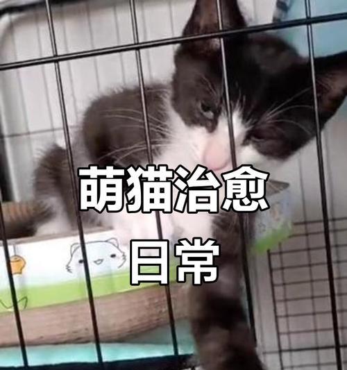 刚满月小猫睡眠需求与健康关系解析