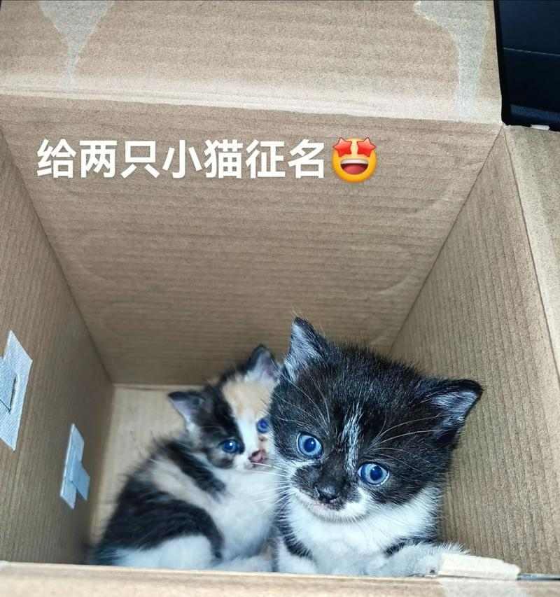 刚满月小猫睡眠需求与健康关系解析