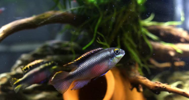 红肚凤凰鱼饲养指南：健康活泼的秘诀