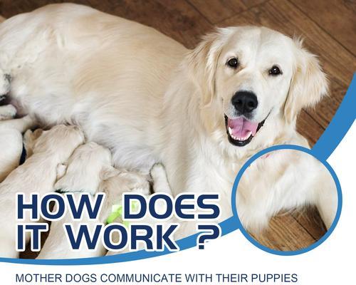 老年狗狗护理指南：健康陪伴的贴心方法