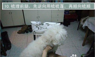 老年狗狗护理指南：健康陪伴的贴心方法