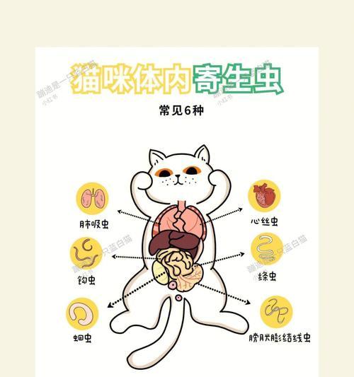 猫咪体内驱虫的重要性及科学驱虫方法