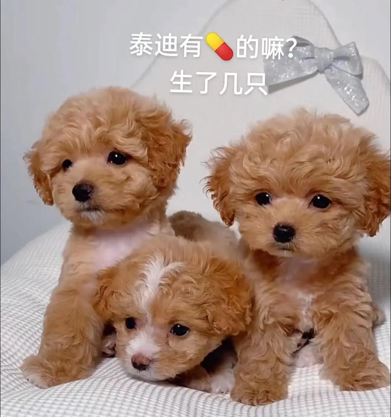 4个月泰迪营养需求与科学喂养指南