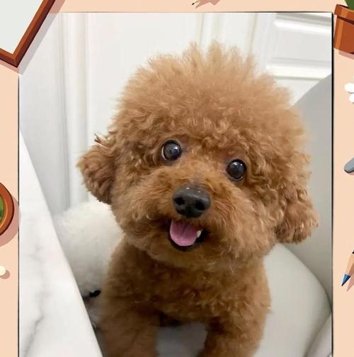 4个月泰迪营养需求与科学喂养指南