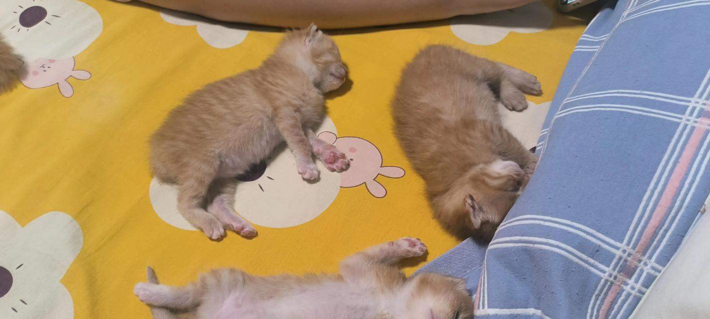 刚满月小猫睡眠需求与健康关系解析