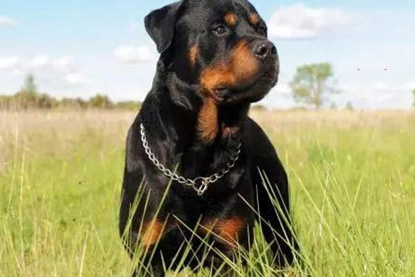 犬猫亚硝酸盐中毒症状及急救措施 犬猫亚硝酸盐中毒症状及急救措施