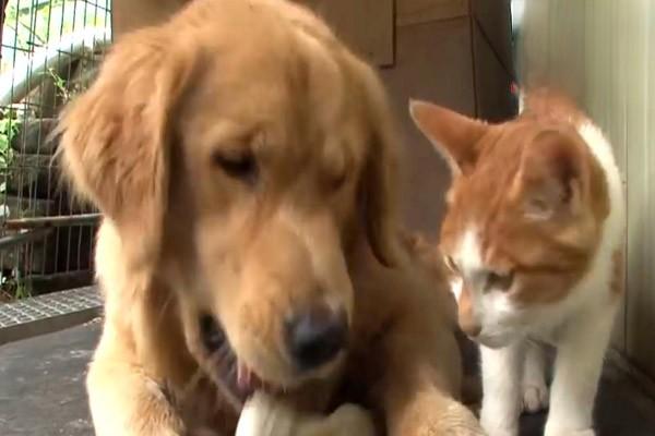 犬猫食盐中毒症状与急救处理方法