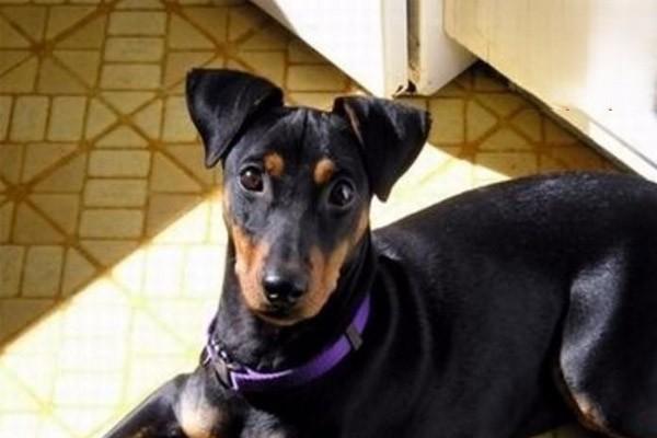 犬猫食盐中毒症状与急救处理方法